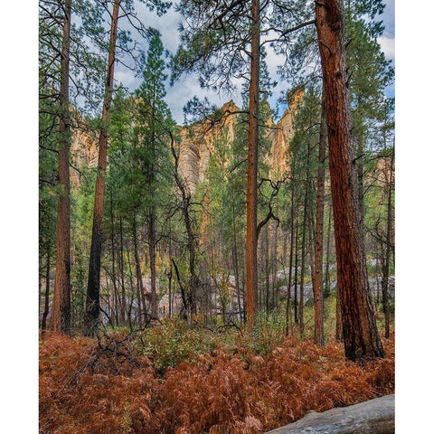 Coconino National Forest from West Fork Trail near Sedona-Arizona Gold Ornate Wood Framed Art Print with Double Matting by Fitzharris, Tim