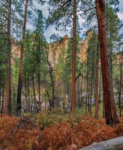 Coconino National Forest from West Fork Trail near Sedona-Arizona White Modern Wood Framed Art Print with Double Matting by Fitzharris, Tim