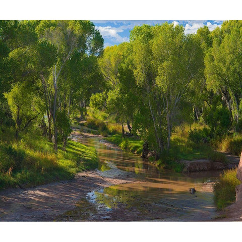 Cottonwoods along the San Pedro River-Arizona-USA Black Modern Wood Framed Art Print with Double Matting by Fitzharris, Tim