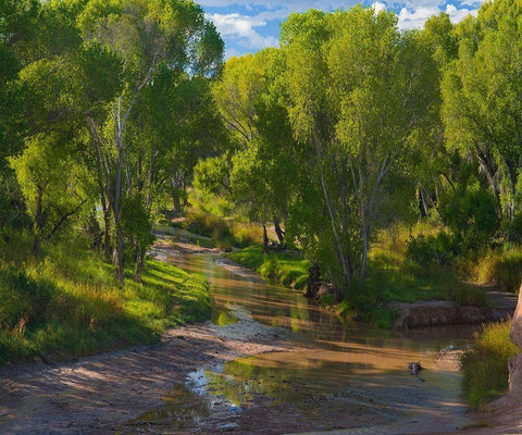 Cottonwoods along the San Pedro River-Arizona-USA White Modern Wood Framed Art Print with Double Matting by Fitzharris, Tim