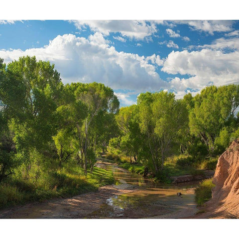 Cottonwoods along the San Pedro River-Arizona-USA Black Modern Wood Framed Art Print with Double Matting by Fitzharris, Tim