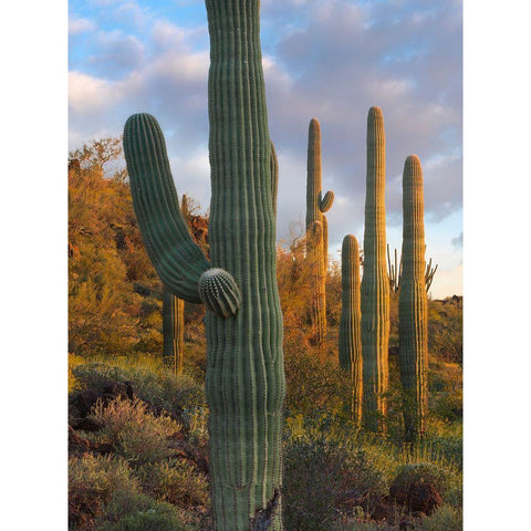 Saguaros at Joshua Tree National Monument-California-USA White Modern Wood Framed Art Print by Fitzharris, Tim