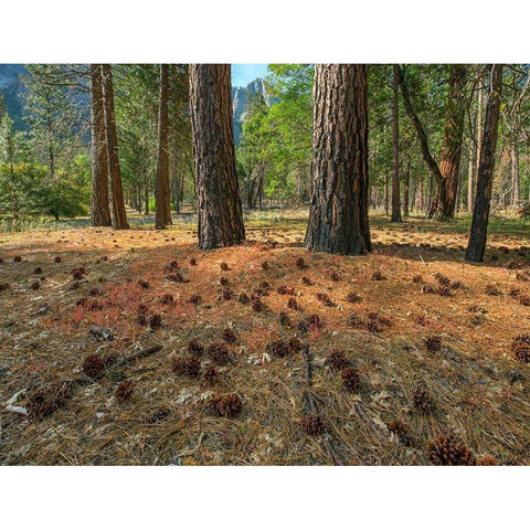 Pine Forest-Yosemite Valley-Yosemite National Park-California-USA White Modern Wood Framed Art Print by Fitzharris, Tim