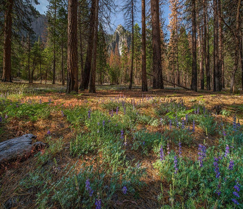 Lupine Meadow-Yosemite Valley-Yosemite National Park-California White Modern Wood Framed Art Print with Double Matting by Fitzharris, Tim