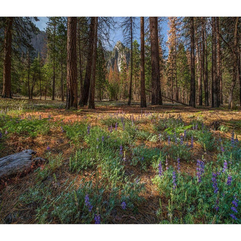 Lupine Meadow-Yosemite Valley-Yosemite National Park-California Black Modern Wood Framed Art Print by Fitzharris, Tim