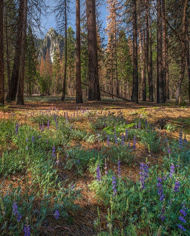 Lupine Meadow-Yosemite Valley-Yosemite National Park-California White Modern Wood Framed Art Print with Double Matting by Fitzharris, Tim