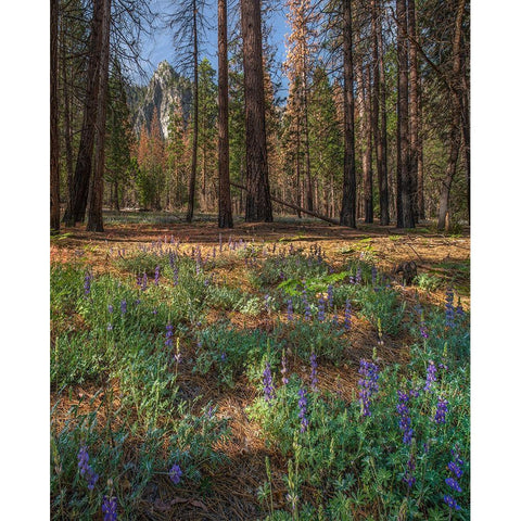 Lupine Meadow-Yosemite Valley-Yosemite National Park-California Black Modern Wood Framed Art Print by Fitzharris, Tim