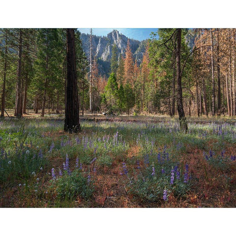 Lupine Meadow-Yosemite Valley-Yosemite National Park-California Gold Ornate Wood Framed Art Print with Double Matting by Fitzharris, Tim