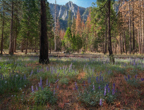 Lupine Meadow-Yosemite Valley-Yosemite National Park-California Black Ornate Wood Framed Art Print with Double Matting by Fitzharris, Tim