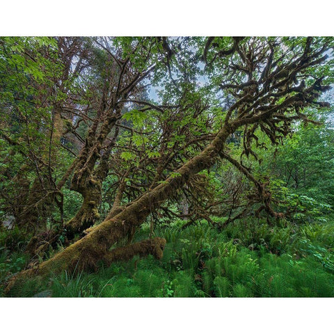 Mossy Big-leaf Maple-Redwood National Park-California-USA White Modern Wood Framed Art Print by Fitzharris, Tim
