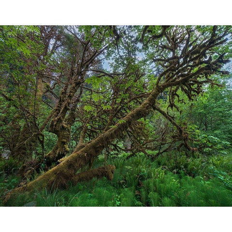 Mossy Big-leaf Maple-Redwood National Park-California-USA Black Modern Wood Framed Art Print with Double Matting by Fitzharris, Tim