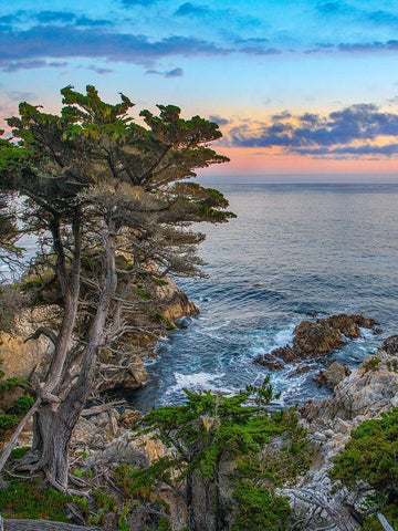 Pescdero Point-17-mile drive-Pebble-Beach-California-USA White Modern Wood Framed Art Print with Double Matting by Fitzharris, Tim