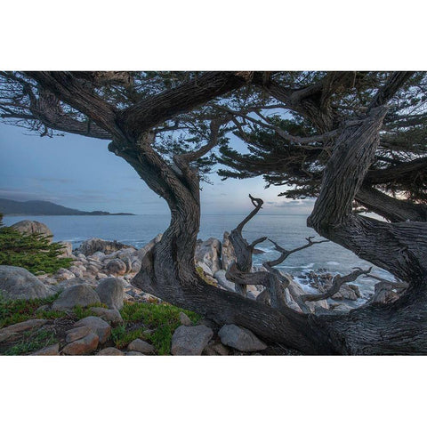 Pescdero Point-17-mile drive-Pebble-Beach-California-USA White Modern Wood Framed Art Print by Fitzharris, Tim