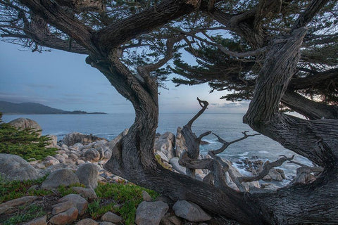 Pescdero Point-17-mile drive-Pebble-Beach-California-USA Black Ornate Wood Framed Art Print with Double Matting by Fitzharris, Tim