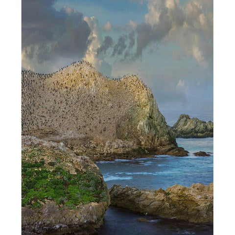 Bird Island-Point Lobos State reserve-California White Modern Wood Framed Art Print by Fitzharris, Tim