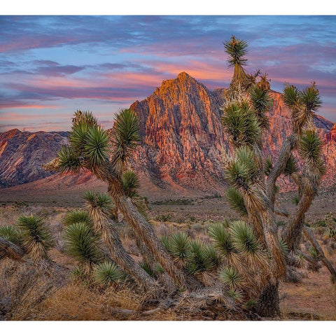 Spring Mountains at Red Rock Canyon National Conservation Area-Utah Black Modern Wood Framed Art Print with Double Matting by Fitzharris, Tim