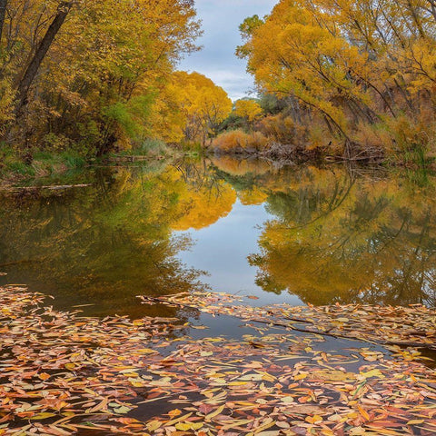 Verde River near Camp Verde-Arizona-USA White Modern Wood Framed Art Print by Fitzharris, Tim