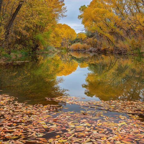 Verde River near Camp Verde-Arizona-USA White Modern Wood Framed Art Print with Double Matting by Fitzharris, Tim