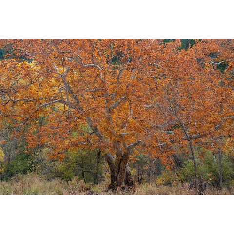 East Verde River-Arizona-USA Black Modern Wood Framed Art Print with Double Matting by Fitzharris, Tim