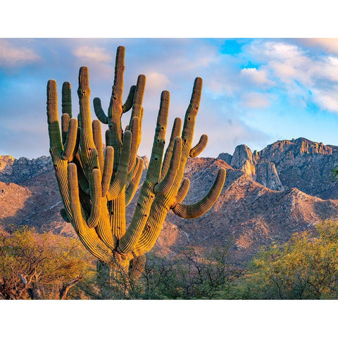 Santa Catalina Mountains-Catalina State Park-Arizona-USA Black Modern Wood Framed Art Print with Double Matting by Fitzharris, Tim