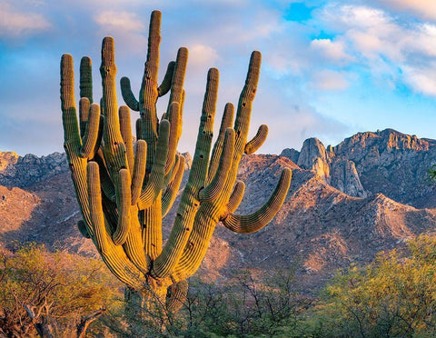 Santa Catalina Mountains-Catalina State Park-Arizona-USA White Modern Wood Framed Art Print with Double Matting by Fitzharris, Tim