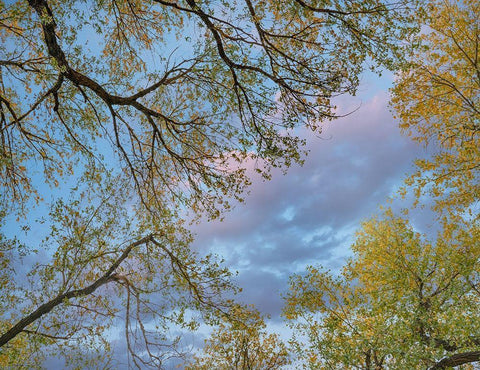 Cottonwood canopy-Verde River-Arizona-USA White Modern Wood Framed Art Print with Double Matting by Fitzharris, Tim