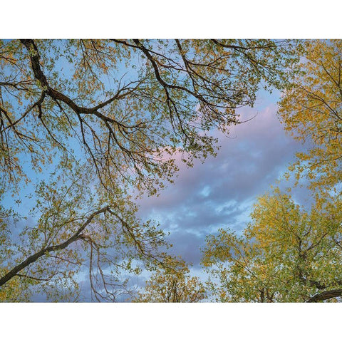 Cottonwood canopy-Verde River-Arizona-USA Gold Ornate Wood Framed Art Print with Double Matting by Fitzharris, Tim