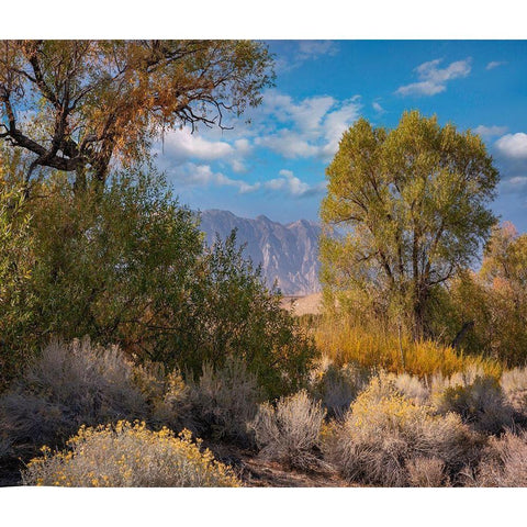 Sierra Nevada-Owens Valley-California-USA Gold Ornate Wood Framed Art Print with Double Matting by Fitzharris, Tim