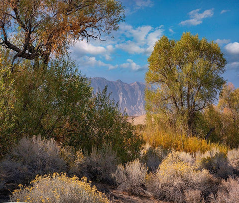 Sierra Nevada-Owens Valley-California-USA Black Ornate Wood Framed Art Print with Double Matting by Fitzharris, Tim