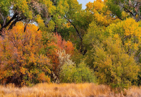 Verde River Valley Dead Horse Ranch State Park Arizona USA White Modern Wood Framed Art Print with Double Matting by Fitzharris, Tim