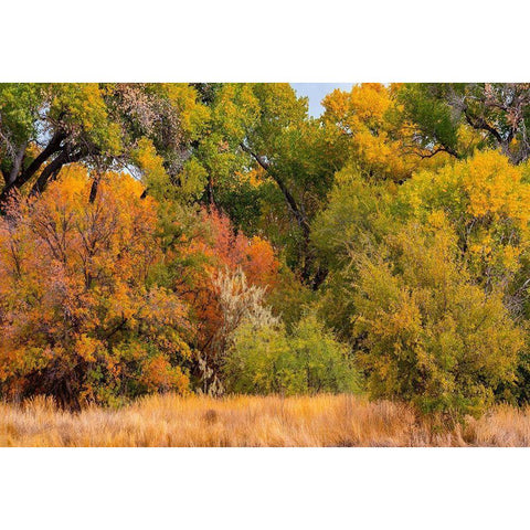 Verde River Valley Dead Horse Ranch State Park Arizona USA Gold Ornate Wood Framed Art Print with Double Matting by Fitzharris, Tim