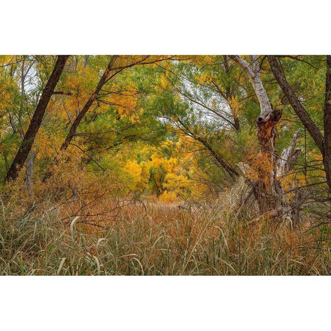 Verde River Valley-Dead Horse Ranch State Park-Arizona-USA White Modern Wood Framed Art Print by Fitzharris, Tim