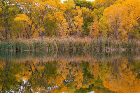 Lagoon Reflection-Dead Horse Ranch State Park-Arizona-USA Black Ornate Wood Framed Art Print with Double Matting by Fitzharris, Tim