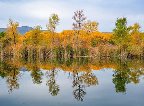 Lagoon Reflection-Dead Horse Ranch State Park-Arizona-USA Black Ornate Wood Framed Art Print with Double Matting by Fitzharris, Tim