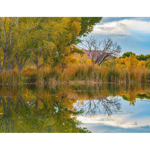 Lagoon Reflection-Dead Horse Ranch State Park-Arizona-USA White Modern Wood Framed Art Print by Fitzharris, Tim
