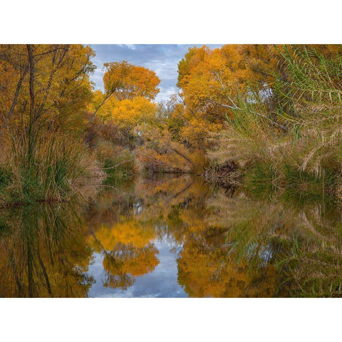 Lagoon Reflection-Dead Horse Ranch State Park-Arizona-USA Black Modern Wood Framed Art Print with Double Matting by Fitzharris, Tim