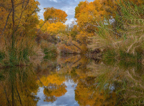 Lagoon Reflection-Dead Horse Ranch State Park-Arizona-USA White Modern Wood Framed Art Print with Double Matting by Fitzharris, Tim