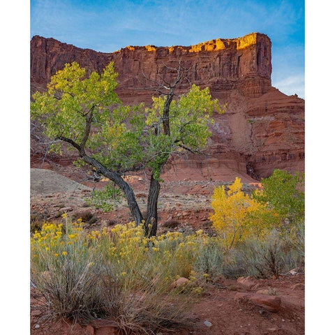 Porcupine Canyon on Colorado River near Castle Valley-Utah White Modern Wood Framed Art Print by Fitzharris, Tim