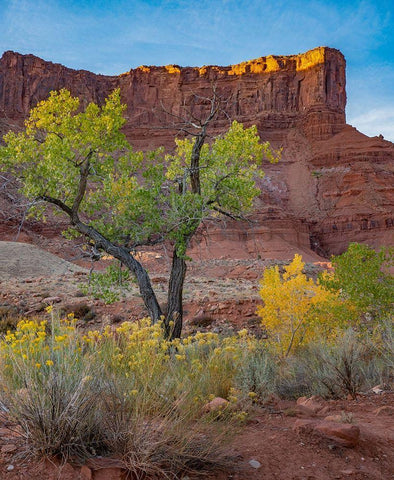 Porcupine Canyon on Colorado River near Castle Valley-Utah White Modern Wood Framed Art Print with Double Matting by Fitzharris, Tim