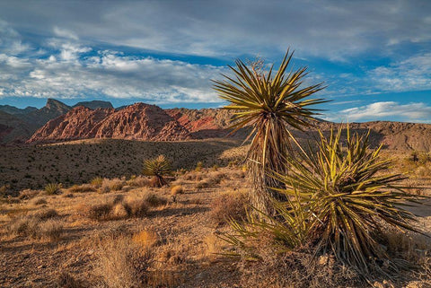 Red Rock Canyon National Conservation Area near Las Vegas-Nevada Black Ornate Wood Framed Art Print with Double Matting by Fitzharris, Tim