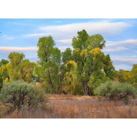 Riverine Forest-Dead Horse Ranch State Park-Arizona Black Modern Wood Framed Art Print with Double Matting by Fitzharris, Tim