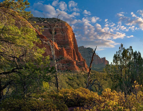 Coconino National Forest near Sedona-Arizona-USA Black Ornate Wood Framed Art Print with Double Matting by Fitzharris, Tim