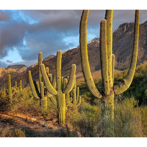 Santa Catlina Mountains-Catalina State Park-Arizona-USA Black Modern Wood Framed Art Print with Double Matting by Fitzharris, Tim