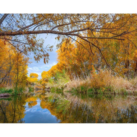 Verde River near Camp Verde-Arizona-USA Gold Ornate Wood Framed Art Print with Double Matting by Fitzharris, Tim