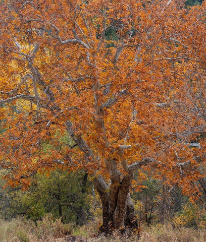 Sycamore Tree-East Verde River-Arizona-USA Black Ornate Wood Framed Art Print with Double Matting by Fitzharris, Tim