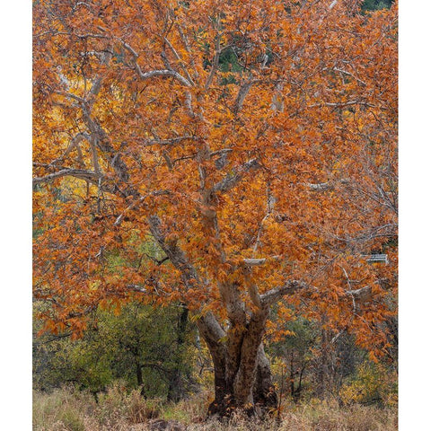 Sycamore Tree-East Verde River-Arizona-USA White Modern Wood Framed Art Print by Fitzharris, Tim