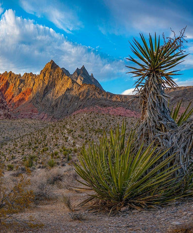 Red Rock Canyon National Conservation Area near Las Vegas-Nevada White Modern Wood Framed Art Print with Double Matting by Fitzharris, Tim