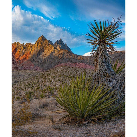 Red Rock Canyon National Conservation Area near Las Vegas-Nevada White Modern Wood Framed Art Print by Fitzharris, Tim