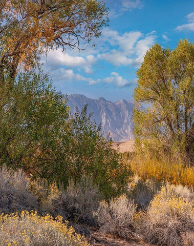 Sierra Nevada-Owens Valley-California-USA Black Ornate Wood Framed Art Print with Double Matting by Fitzharris, Tim