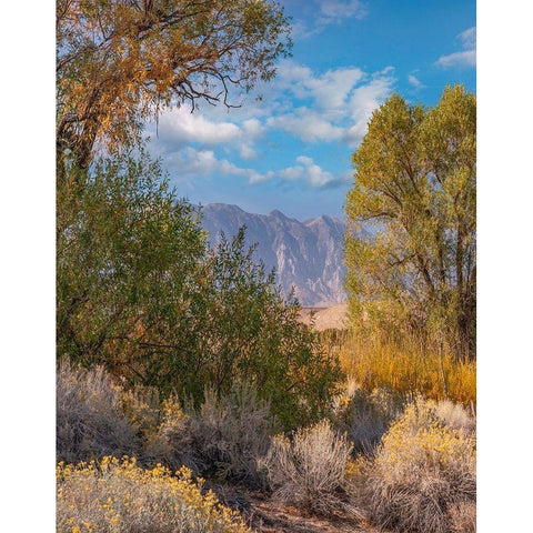 Sierra Nevada-Owens Valley-California-USA Black Modern Wood Framed Art Print with Double Matting by Fitzharris, Tim